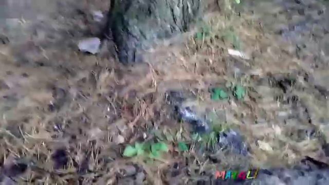 Какие грибы растут в октябре. Рядовки фиолетовые, серые, говорушки., зонтики. смотреть онлайн