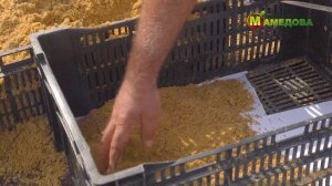 ХРАНЕНИЕ МОРКОВИ НА ЗИМУ! Способы хранения от профессора!