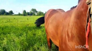 ЖЕРЕБЕЦ ПОРОДЫ БРАБАНСОН БУДУЩИЙ ПРОИЗВОДИТЕЛЬ/stallion brabancon breeds