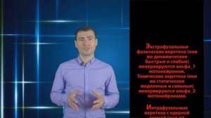 Регуляция мышечного тонуса