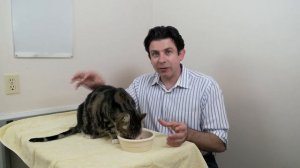 How to get your cat to eat new food
