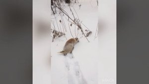Подготовка молодёжи ЗАПАДНОСИБИРСКОЙ ЛАЙКИ к охоте.