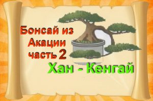 Пересадка бонсай стиль полу каскад ХАН КЕНГАЙ из Акации часть 2