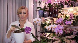 "Корица на орхидеях ПРАВДА ПОМОГАЕТ?" ПОТЕРЯЕТЕ ВРЕМЯ - ПОТЕРЯЕТЕ ОРХИДЕЮ!/Я их вылечила, НО НЕ...