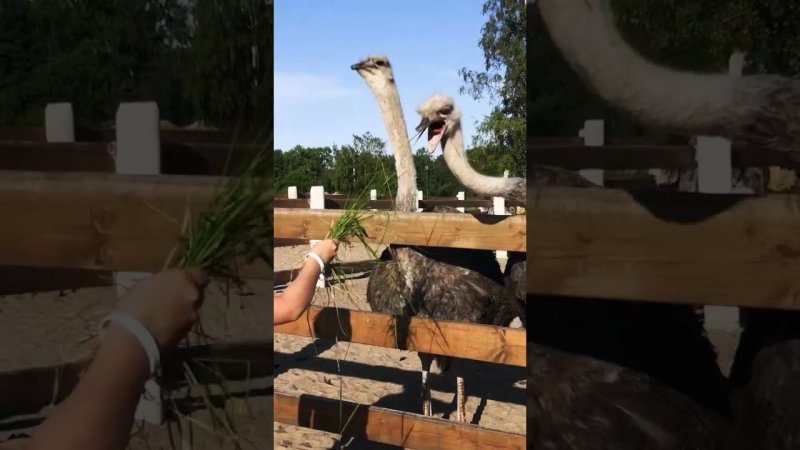 Страусы любят зелёную травку #мастерhouse #ostrich