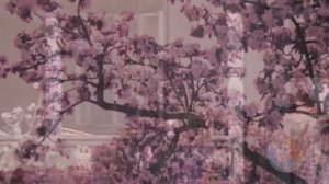 Плывут туманы белые...