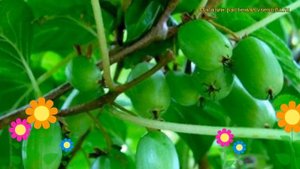 Актинидия коломикта Сентябрьская. Краткий обзор, описание actinidia kolomikta Sentyabraskaya