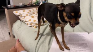 Злой той-терьер Стамбул