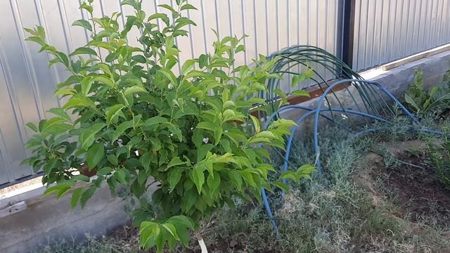 Огород 22 июня 2021 года. Поспевает горох . Растут кабачки. Собрали и заморозили на зиму перцы. смотреть онлайн