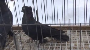 Голуби Сергея Александрова (Санкт-Петербург) Андижанские голуби, узбекские бойные голуби