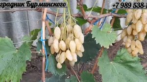 ГФ. ВИНОГРАДА НЕПТУН СОСКОВИДНЫЙ НА 26.10.2022г.
