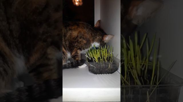 Лакомство Животных. Что любят Животные.Все про животных