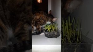 Лакомство Животных. Что любят Животные.Все про животных