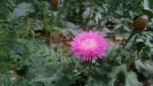 Василек подбеленный (Centaurea dealbata)