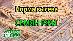 Рожь: норма высева