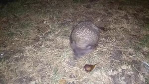 Еж охотится