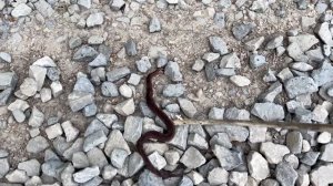 НАШЛИ ЗМЕЮ / ТРАВМА У СОБАКИ