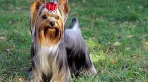 Звук лай Йорика