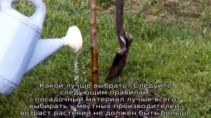 Яблоня Брусничное