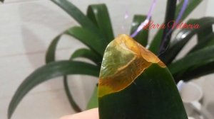 clivia, кливии, уход, выращивание, мучнистый червец, семена, цветение, скорость роста.