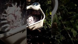 Перосъемная машина своими руками для перепелов