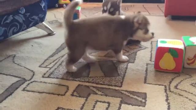 Щенки хаски 1месяц смотреть онлайн