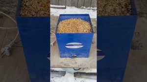 как я делаю комбикорм для вьетнамских поросят.