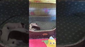 Как живут наши новорожденные щенки чихуахуа