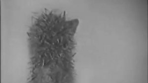 Ежик в тумане и Раммштайн