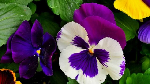 Дарю вам цветы! смотреть онлайн