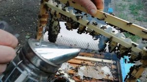 Изоляция маточников.