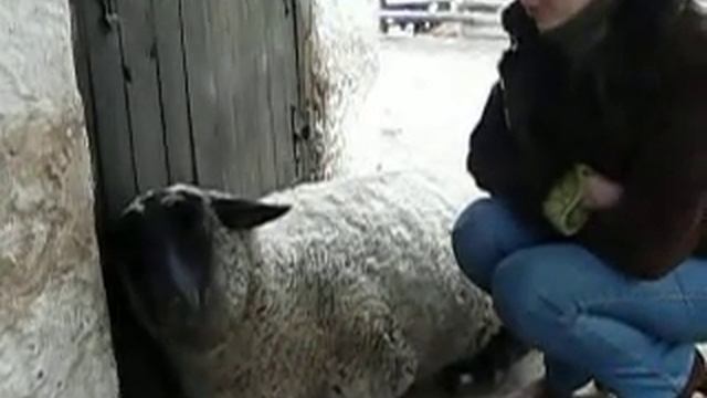 Жвачный барашек, в мае будем подстригаться. смотреть онлайн