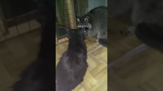Бои без правил# Енот VS Кошка кто победит)