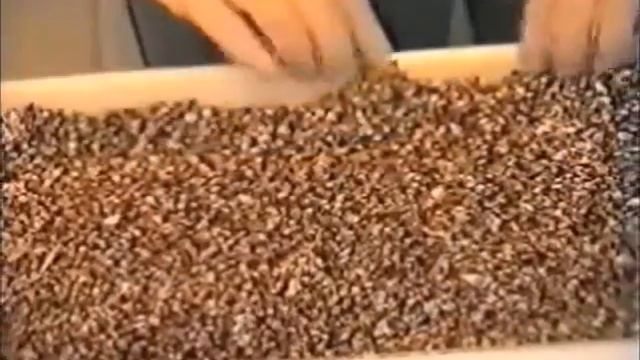 выращивание вешенки дома