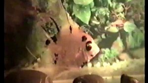 Домашний аквариум Анастасии Вольной