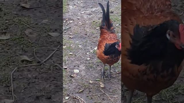 куры Форверк немецкий Форверк смотреть онлайн