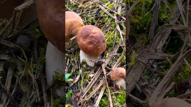 #mushroom #nature #porcini #белыйгриб #гриб #грибы #fungus #fungi #porcinimushrooms малыши