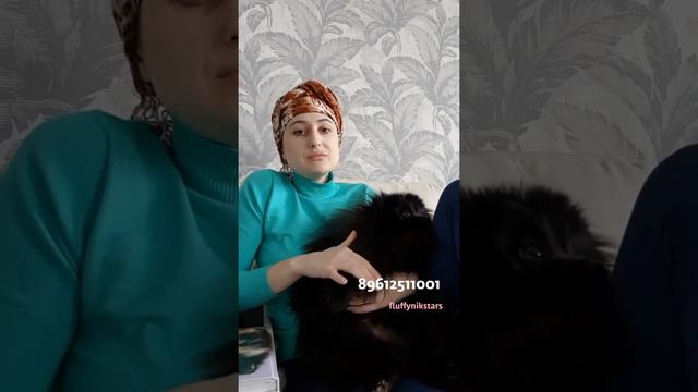 Померанский шпиц. Мишка шпиц история от fluffynikstars