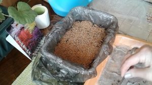 АСТРА КИТАЙСКАЯ ПОСЕВ! ТАК ВЗОЙДЕТ БЫСТРЕЕ!