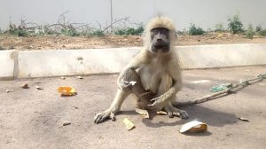 Обезьяна кушает банан