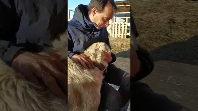Алабай Аксинья. Семейная собака.