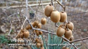 Прививка не плодоносящих растений киви/ Как растут киви я Ялте/ Купить саженцы киви/ Ялта/ Крым