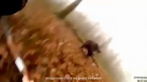 дикие кабаны !!!приколы!!))
