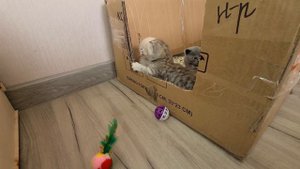 Первый побег из домика и сюрпризы для котят! Кошка Фокси стала мамой 5 котят. Даринелка питомцы