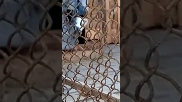 Продаются.д.р.07.02.19. смотреть онлайн