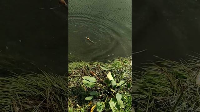 Рыбалка в Нижегородской Области река Пьяна ✌ смотреть онлайн