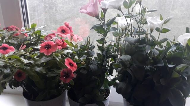 СТОИТ ЛИ СОХРАНЯТЬ ЗИМОЙ ЦВЕТЫ , КОТОРЫЕ ВЫРАСТИЛИ МЫ  ИЗ СЕМЯН??♀️?
