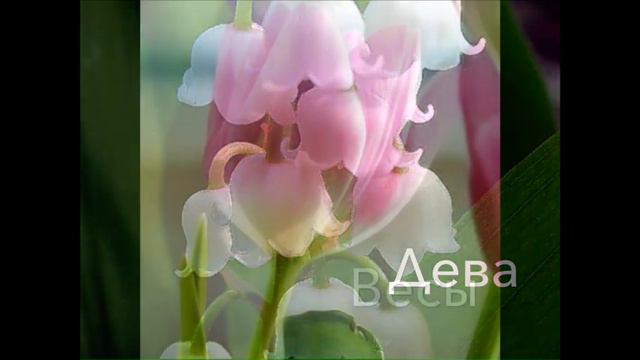 Какой ты цветок по знаку Зодиака? смотреть онлайн