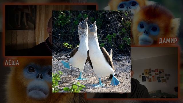 Болтовня #29: зачем обезьянам носы? смотреть онлайн