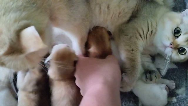 Котята открывают глаза #британскиекотята #британскиекошки #котики #котята #кошки #подпишись